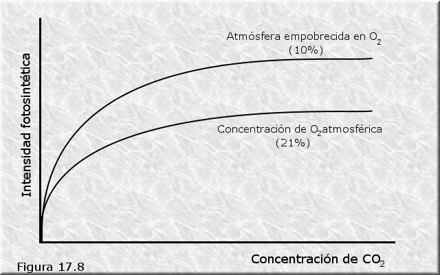 Factores que afectan a la fotosíntesis. El O2