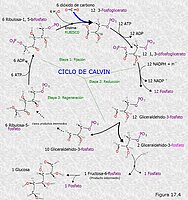 Ciclo de Calvin