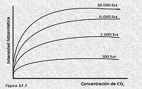 Factores que afectan a la fotosíntesis. Intensidad luminosa