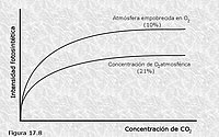 Factores que afectan a la fotosíntesis. El O2