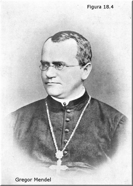 Gregor Mendel