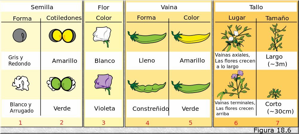 Los 7 caracteres de Mendel