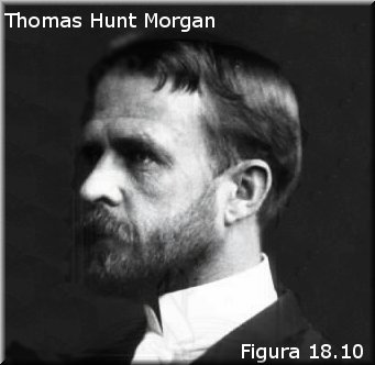 Thomas Hunt Morgan