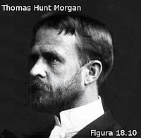 Thomas Hunt Morgan