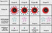 Grupo sanguíneo AB0