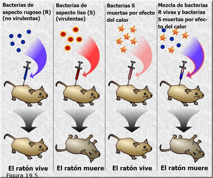 Transformación