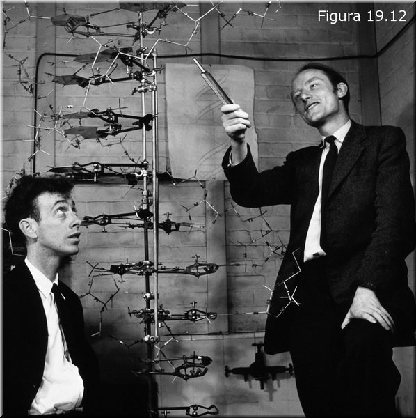 James D. Watson y Francis H. C. Crick