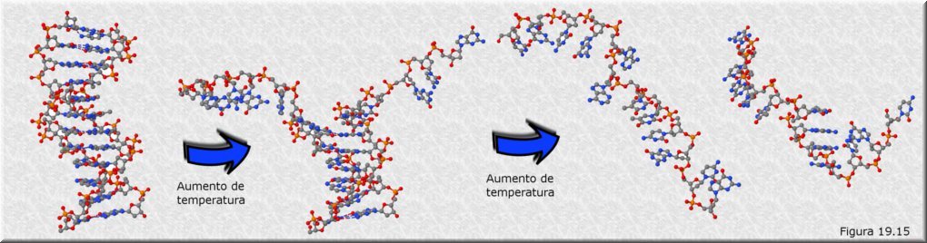 Desnaturalización del DNA