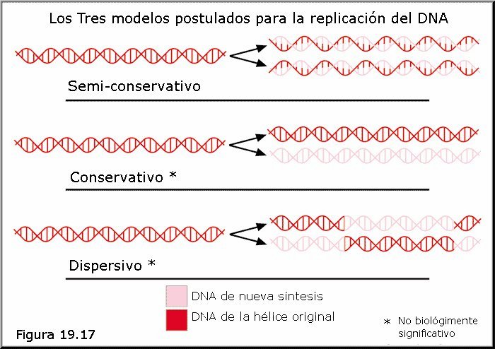 Modelos alternativos de replicación del DNA