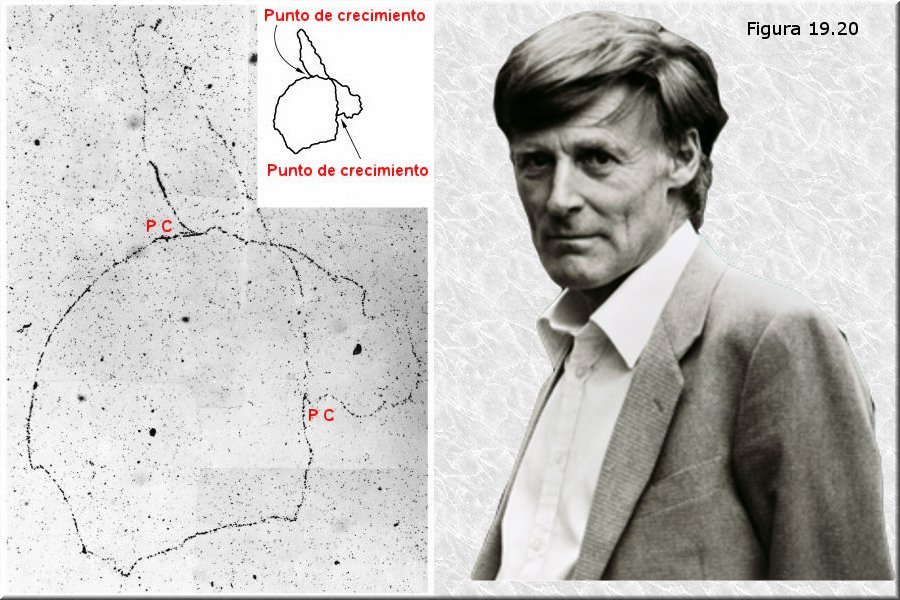 John Cairns. Autorradiografía del cromosoma de Escherichia coli