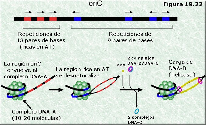 Origen de la replicación en E. coli