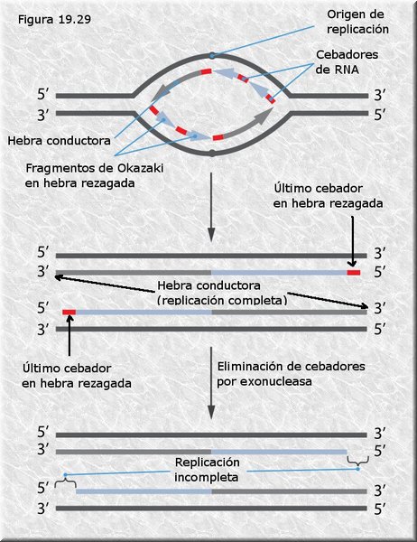 Replicación imperfecta en los telómeros de los cromosomas eucariotas