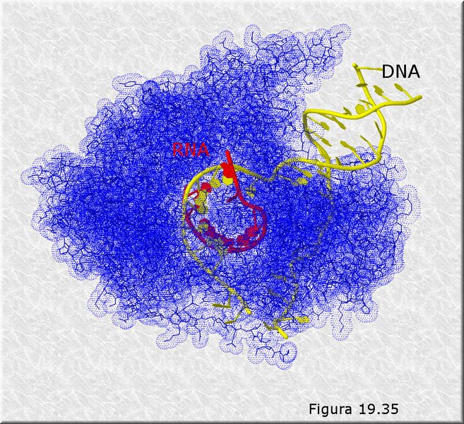 RNA polimerasa