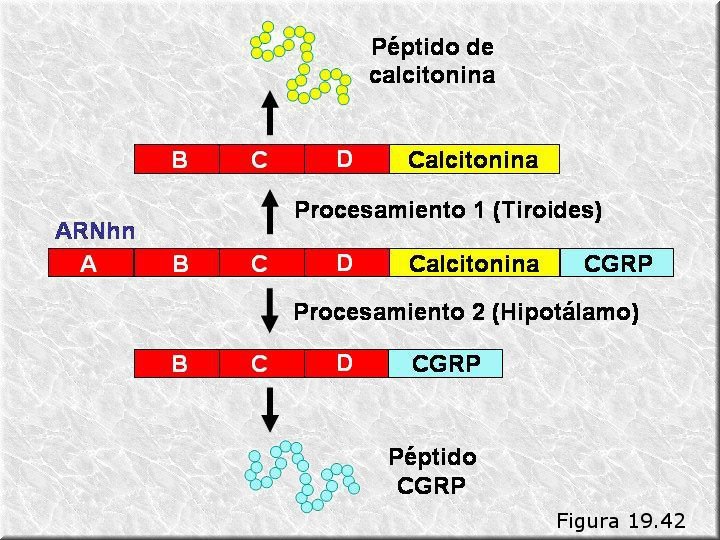 Procesamiento alternativo del RNA