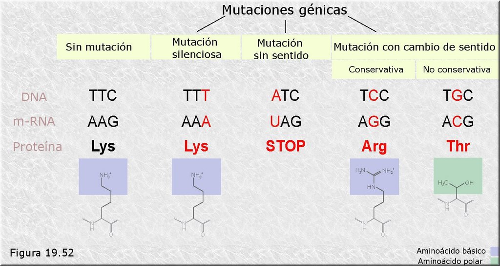 La mutación a nivel molecular