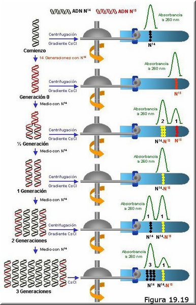 El experimento de Meselson y Stahl