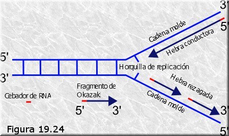 Fragmentos de Okazaki