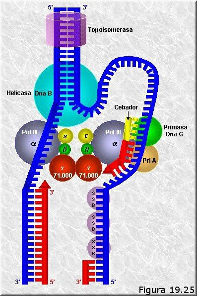 Horquilla de replicación