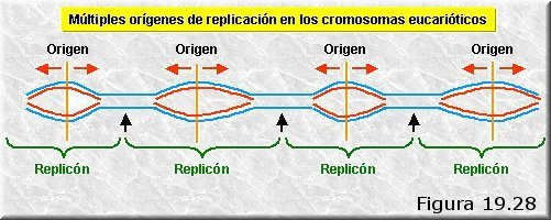 Orígenes múltiples de replicación en eucariotas