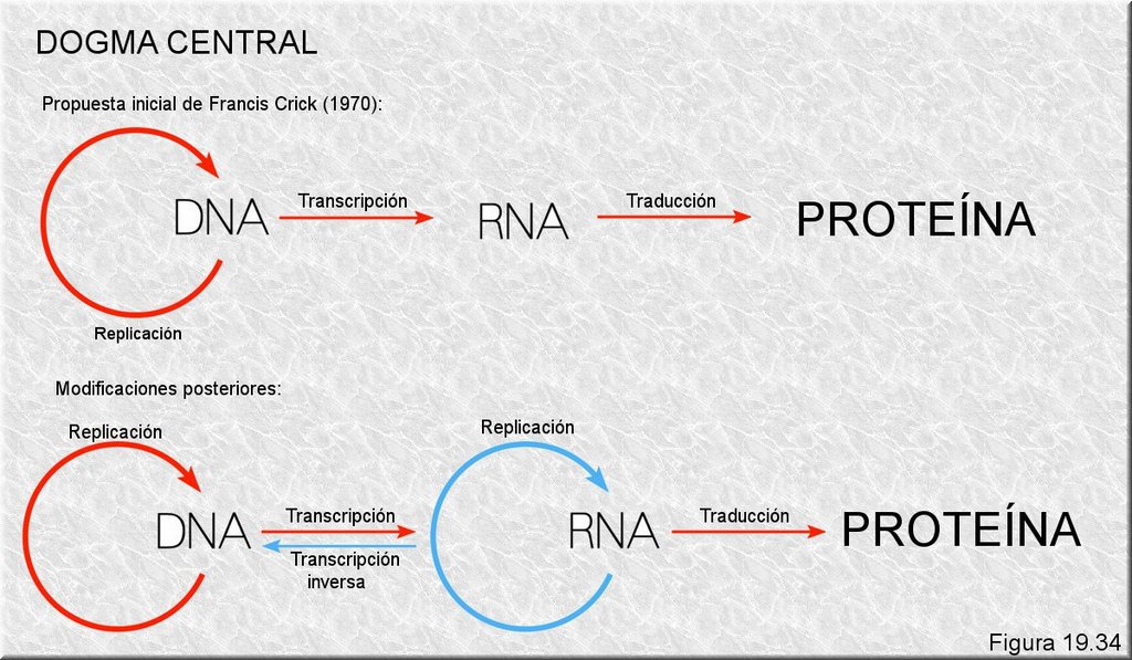 El "dogma central" del la biología molecular