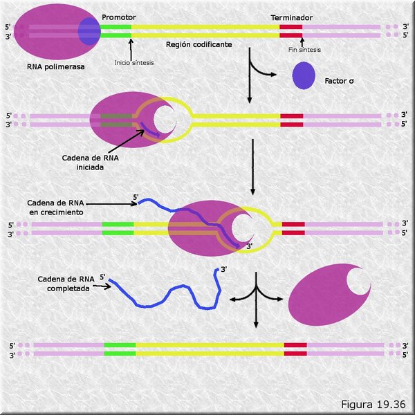 Transcripción