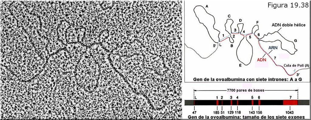 Genes fragmentados