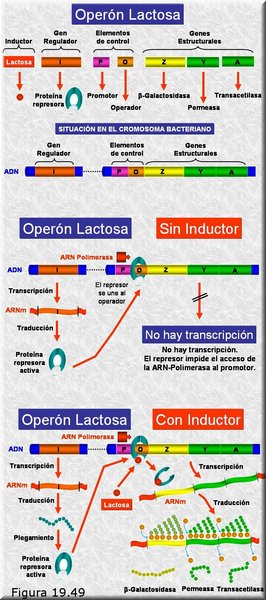 Regulación de la expresión génica.El operón Lac