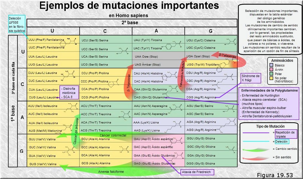 Mutación y enfermedad