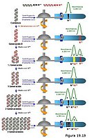 El experimento de Meselson y Stahl