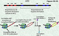 Origen de la replicación en E. coli