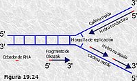 Fragmentos de Okazaki