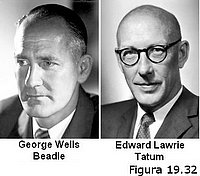 George W. Beadle y Edward L. Tatum