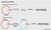 El "dogma central" del la biología molecular