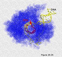 RNA polimerasa