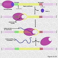 Transcripción