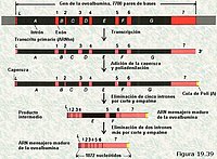 Genes fragmentados