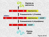 Procesamiento alternativo del RNA