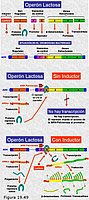 Regulación de la expresión génica.El operón Lac