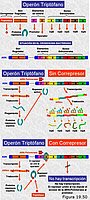 Regulación de la expresión génica. El operón Trp