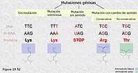 La mutación a nivel molecular