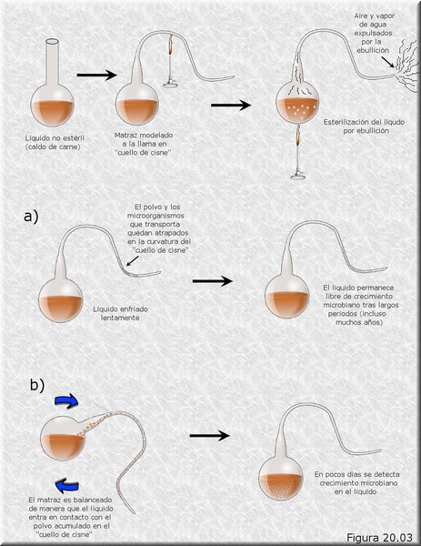 Los matraces de Pasteur