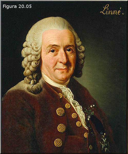Carl von Linné (Linneo)