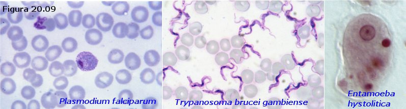 Microorganismos eucariontes