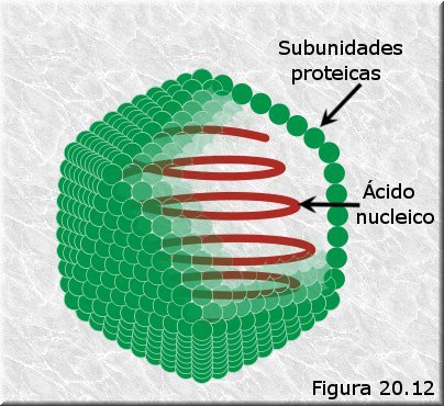 Cápside icosaédrica