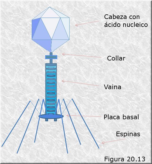 Cápside compleja