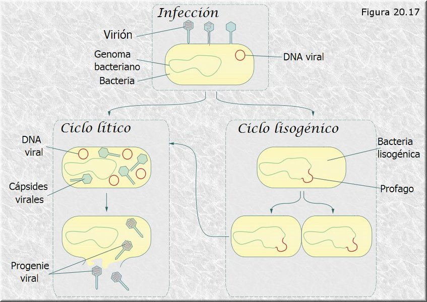 Ciclo lítico vs. ciclo lisogénico