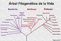 Árbol filogenético de la vida