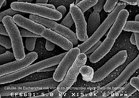 Células de Escherichia coli