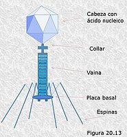 Cápside compleja