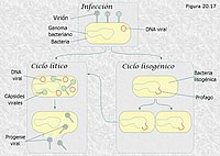 Ciclo lítico vs. ciclo lisogénico